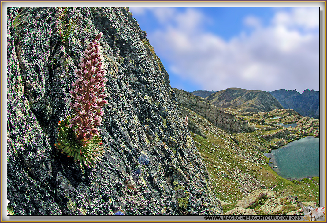 Saxifrage florulenta Moretti